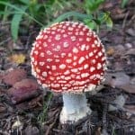 季節によってはきのこ狩りも